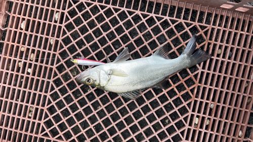 セイゴ（ヒラスズキ）の釣果