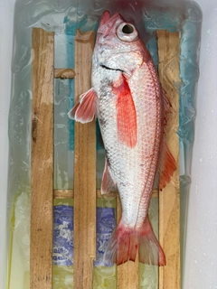 アカムツの釣果