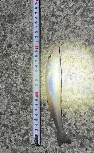 キスの釣果