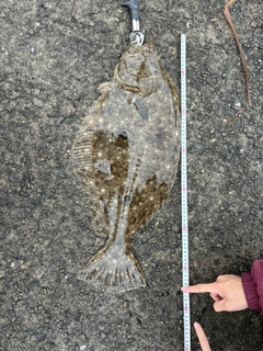 ヒラメの釣果