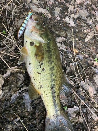 ラージマウスバスの釣果
