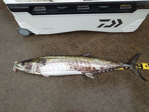 サワラの釣果