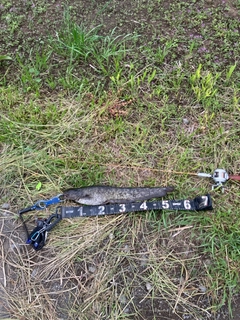 マナマズの釣果