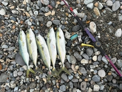 マゴチの釣果