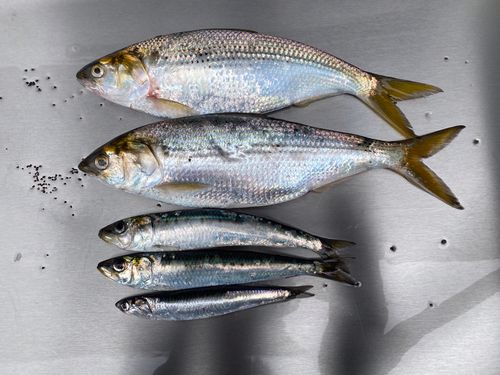 コノシロの釣果