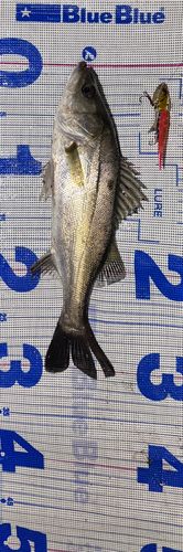 シーバスの釣果