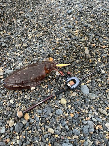 カミナリイカの釣果
