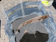 コノシロの釣果
