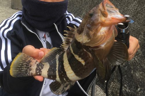 アオハタの釣果