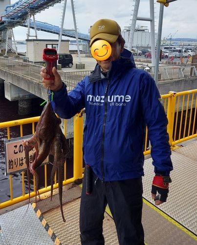 タコの釣果