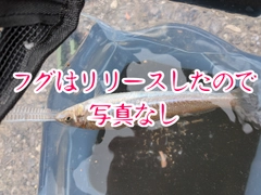 シロサバフグの釣果