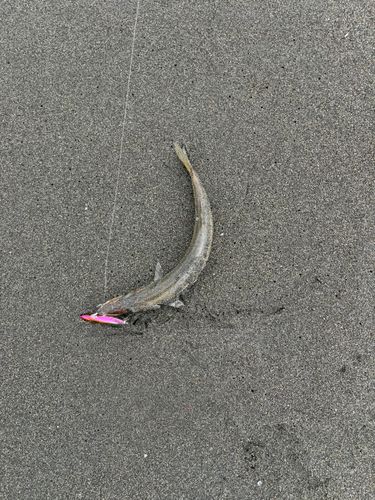 カマスの釣果