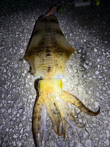 アオリイカの釣果