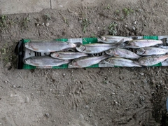 ニジマスの釣果