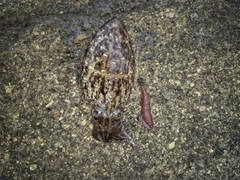 モンゴウイカの釣果