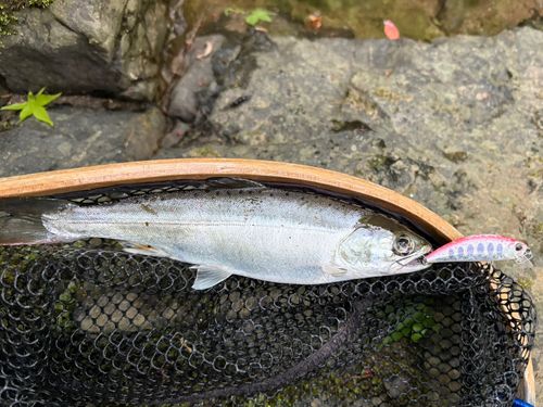 アマゴの釣果