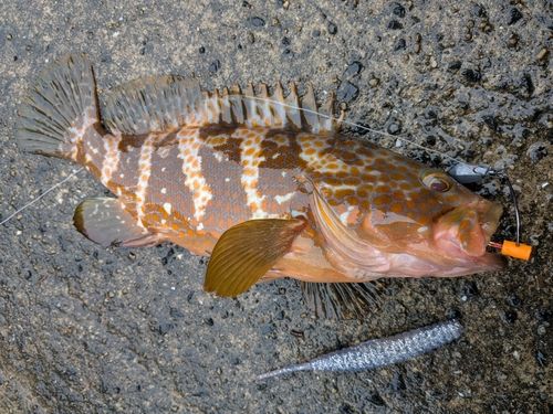 アコウの釣果