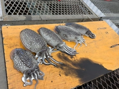 シリヤケイカの釣果