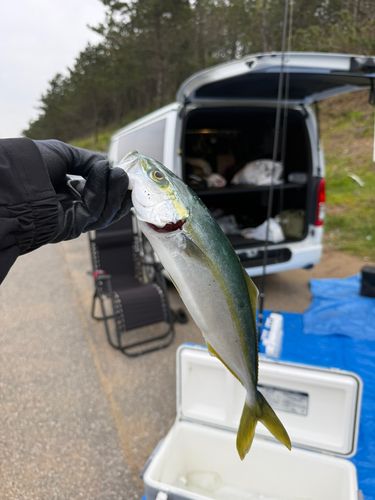 ツバスの釣果