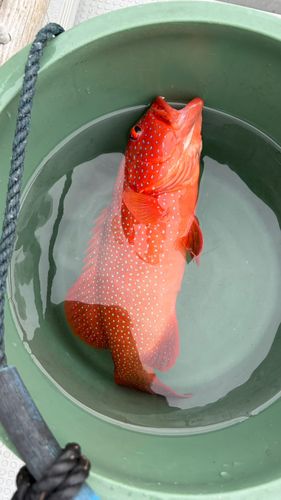 スジアラの釣果