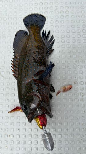 アオノメハタの釣果