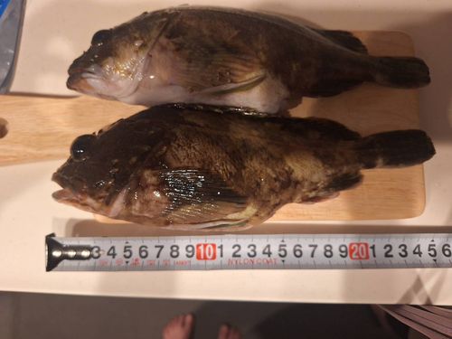 ムラソイの釣果