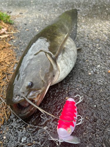 ナマズの釣果