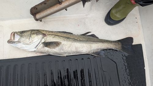 セイゴ（マルスズキ）の釣果