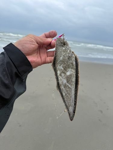 シタビラメの釣果