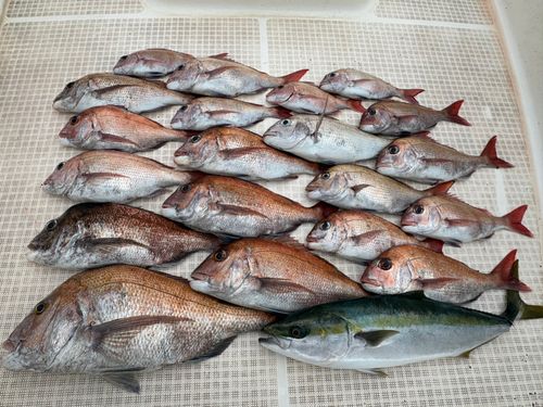 マダイの釣果