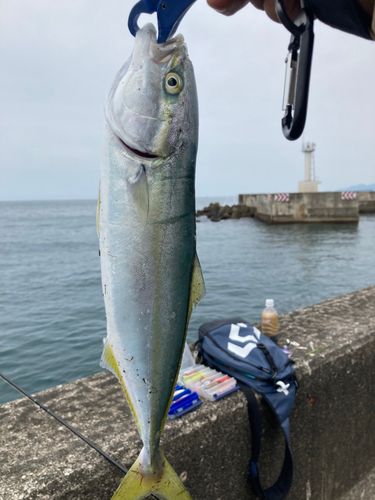 フクラギの釣果