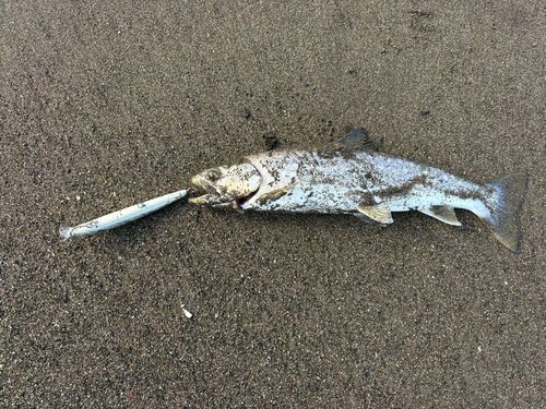 アメマスの釣果