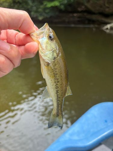ラージマウスバスの釣果