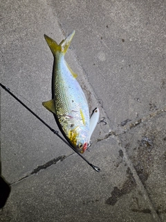 コノシロの釣果
