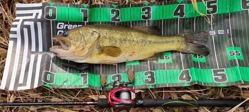 ブラックバスの釣果