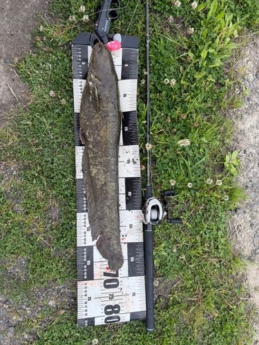 ナマズの釣果