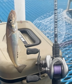 キスの釣果