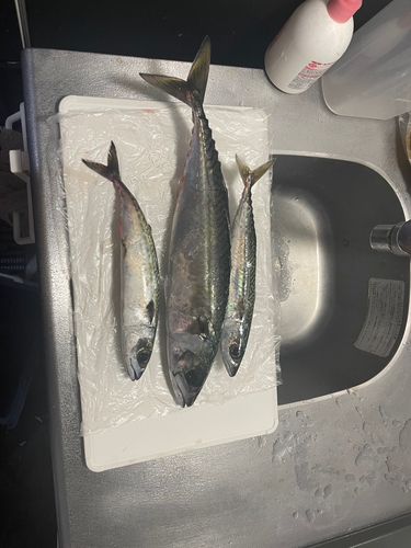 サバの釣果
