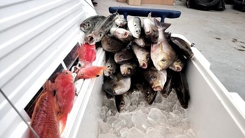 イサキの釣果