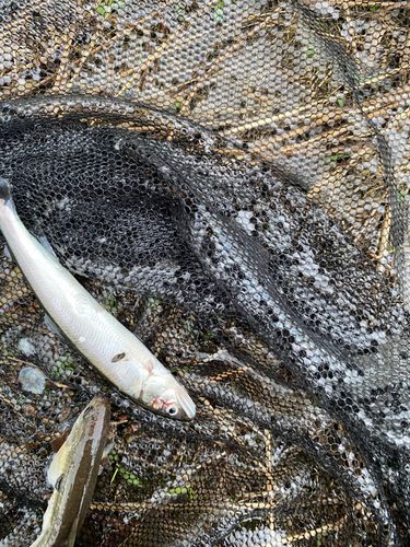 アユの釣果