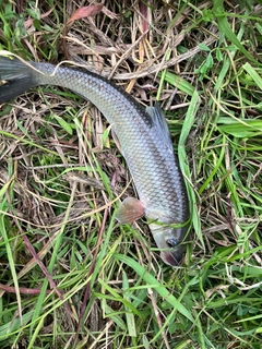 ニゴイの釣果