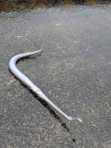 ヤガラの釣果