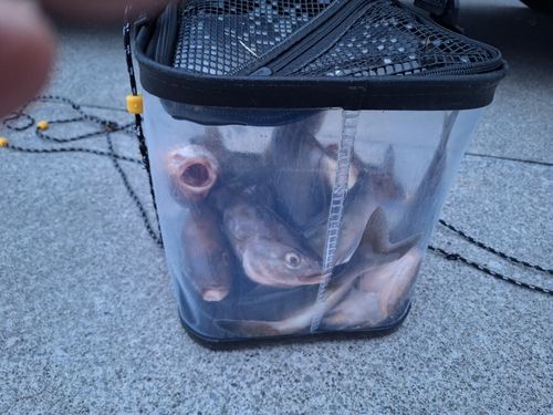 ホッケの釣果