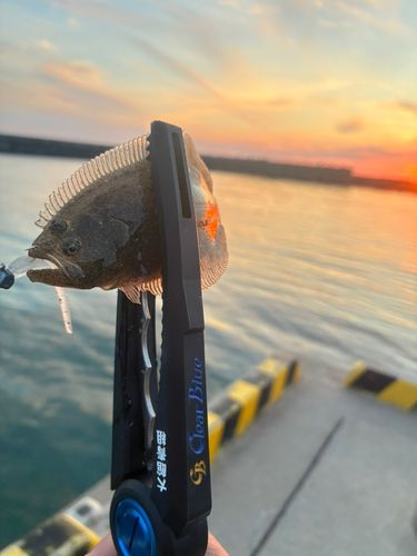 ヒラメの釣果