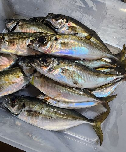 アジの釣果