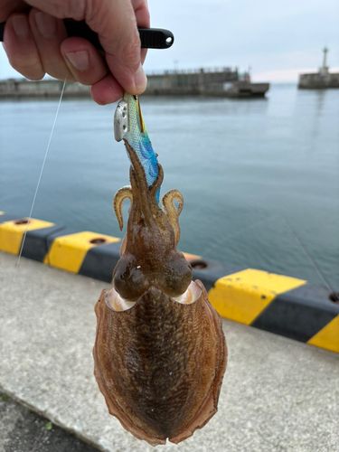 コウイカの釣果