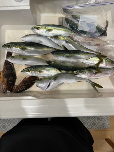 ヤリイカの釣果