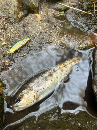 ヤマメの釣果