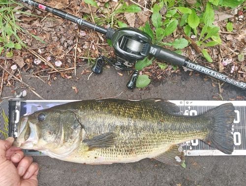 ブラックバスの釣果