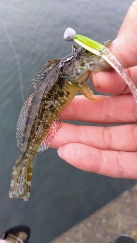 アナハゼの釣果